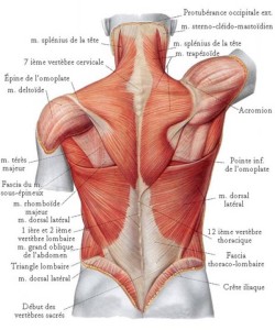 muscle du dos et du cou